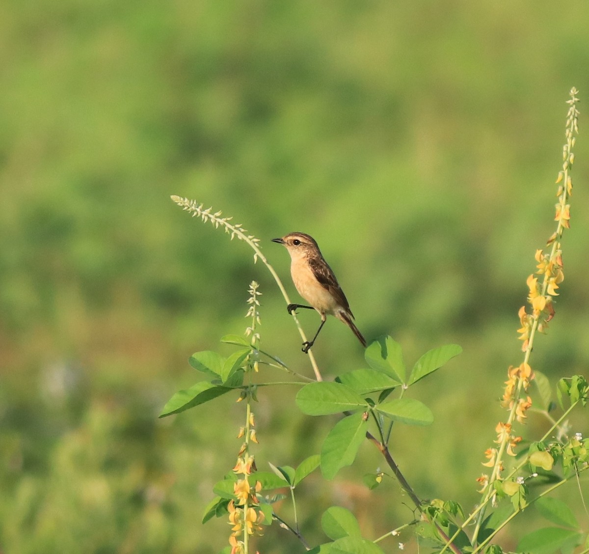 Siberian Stonechat - ML638266351