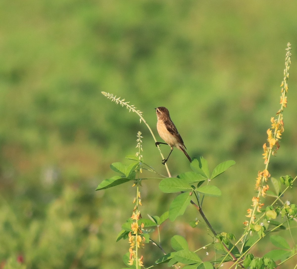 Siberian Stonechat - ML638266353