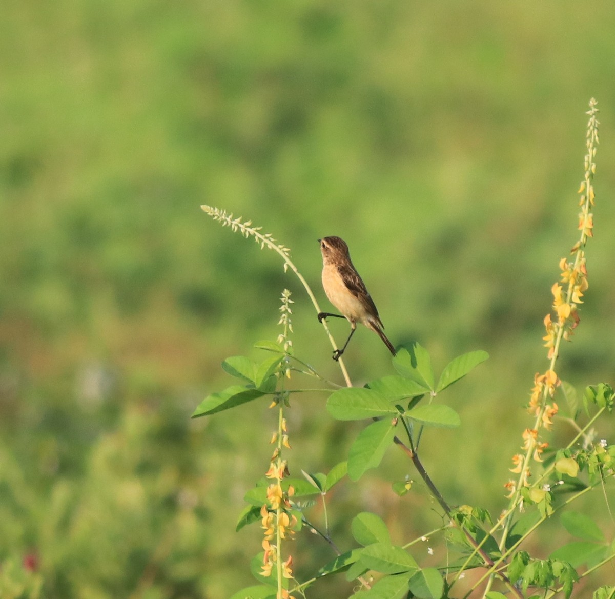 Siberian Stonechat - ML638266354