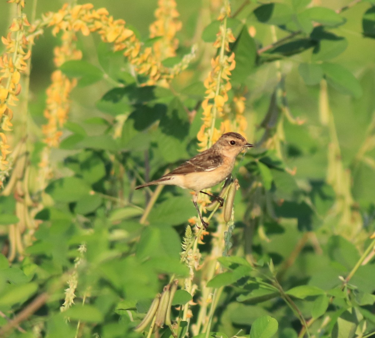 Siberian Stonechat - ML638266356