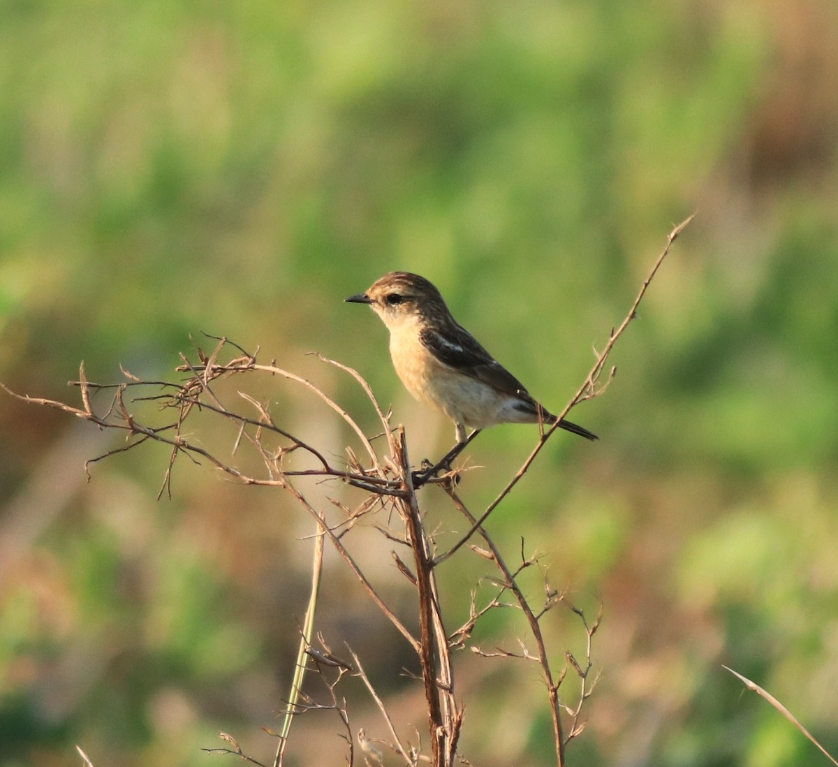 Siberian Stonechat - ML638266357