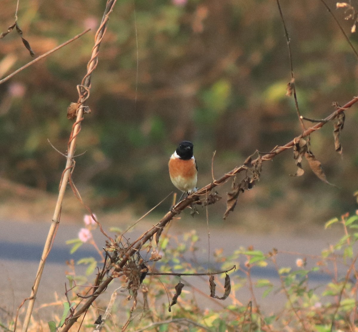Siberian Stonechat - ML638266358