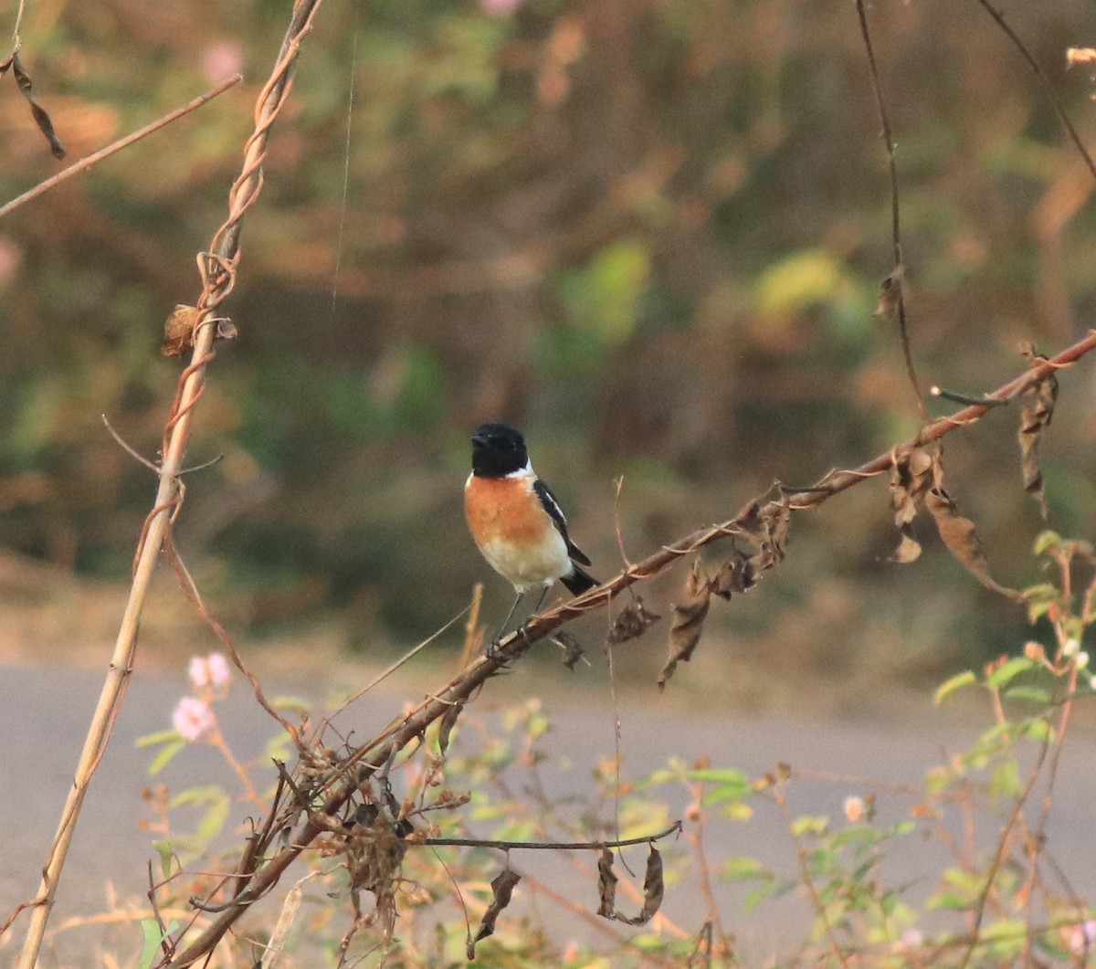 Siberian Stonechat - ML638266359