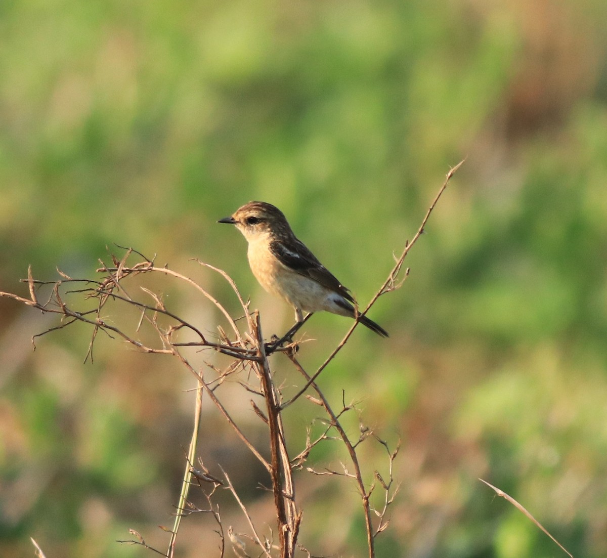 Siberian Stonechat - ML638266360