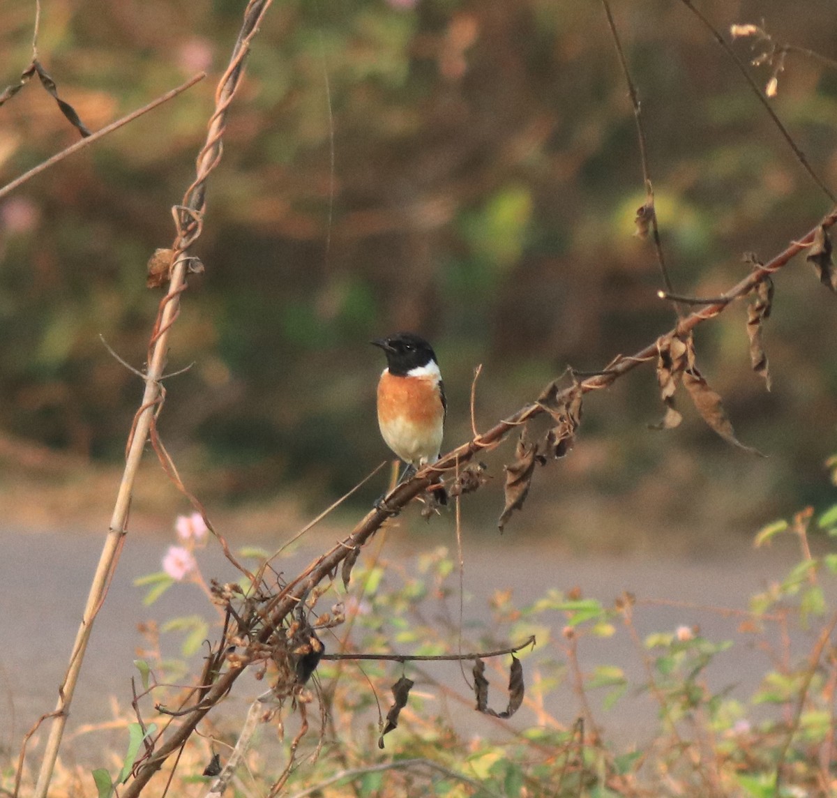 Siberian Stonechat - ML638266361