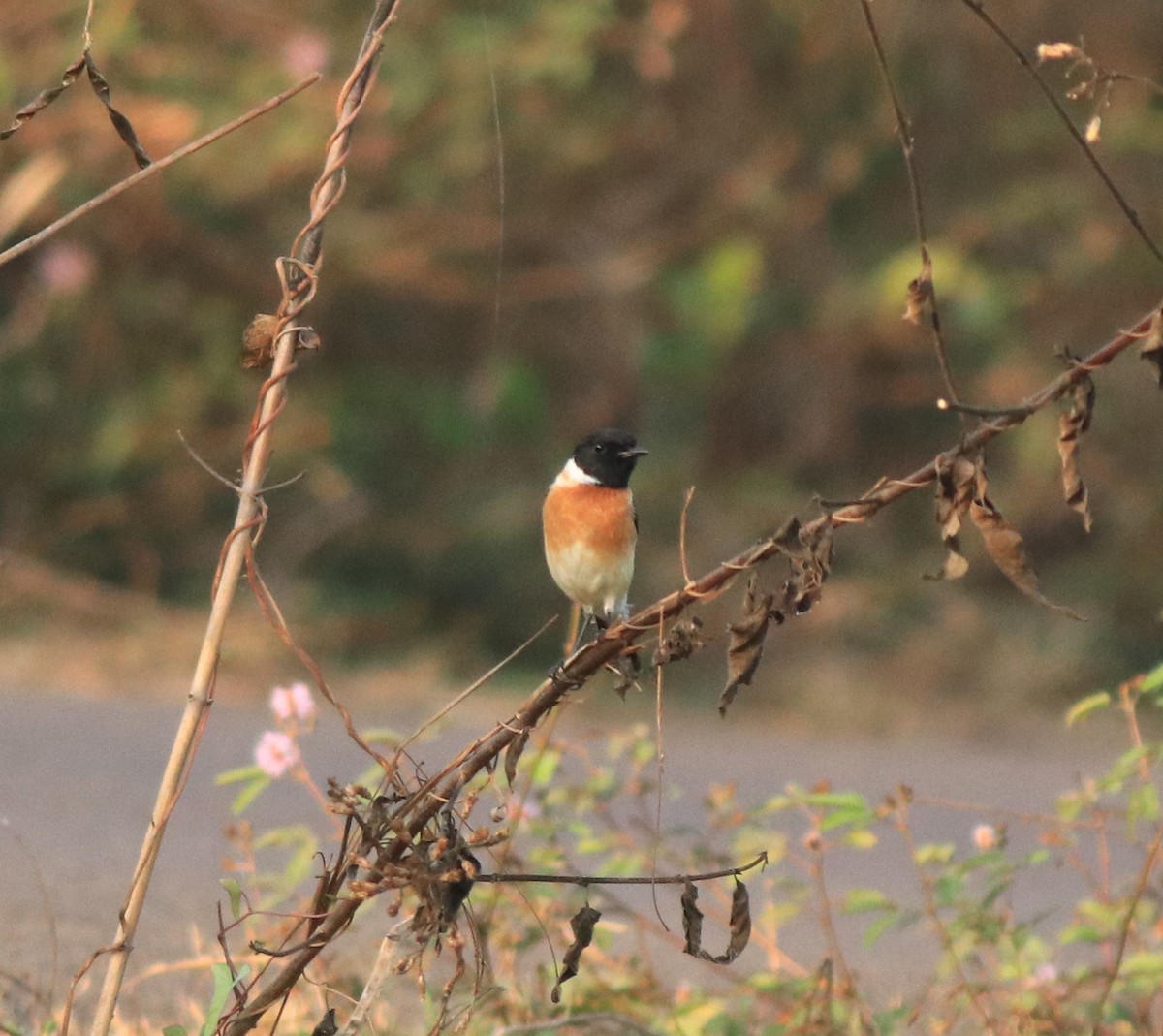 Siberian Stonechat - ML638266363
