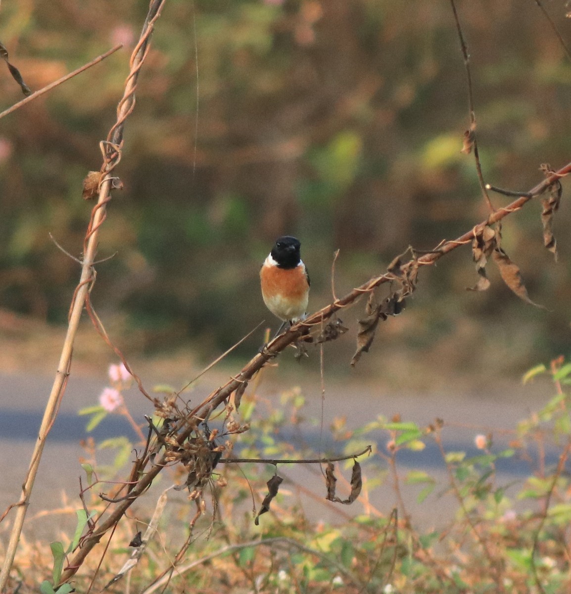 Siberian Stonechat - ML638266364