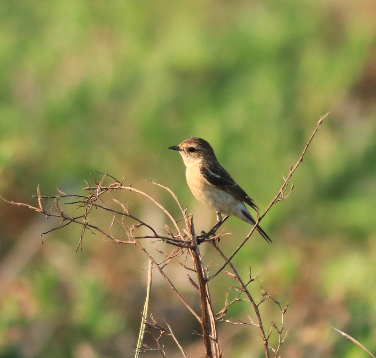 Siberian Stonechat - ML638266366