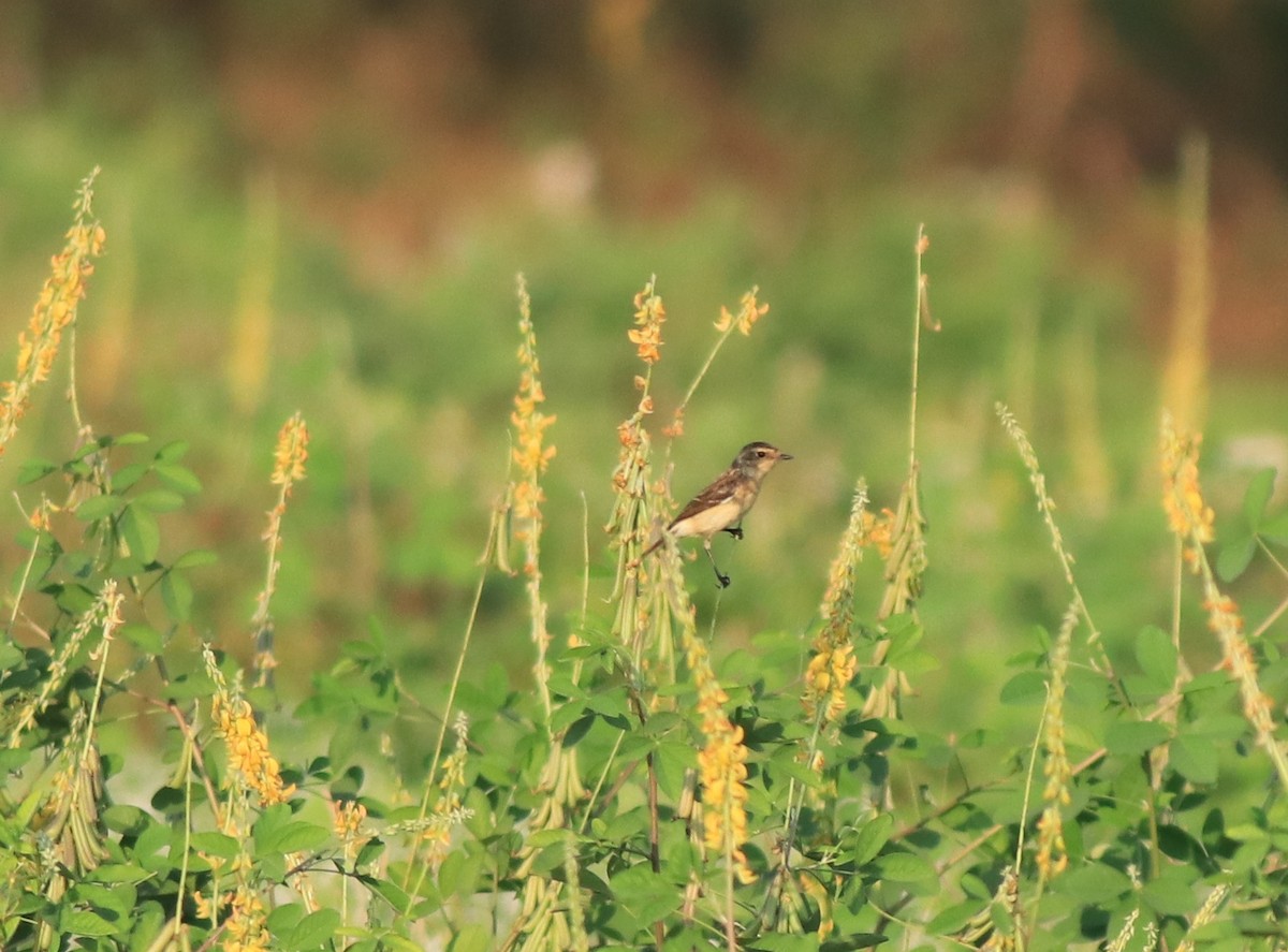 Siberian Stonechat - ML638266369
