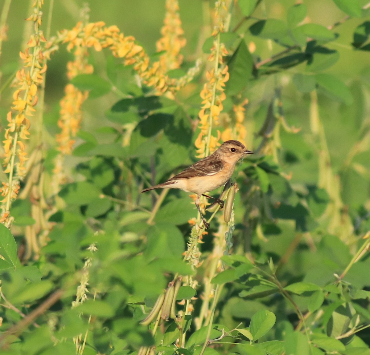 Siberian Stonechat - ML638266370