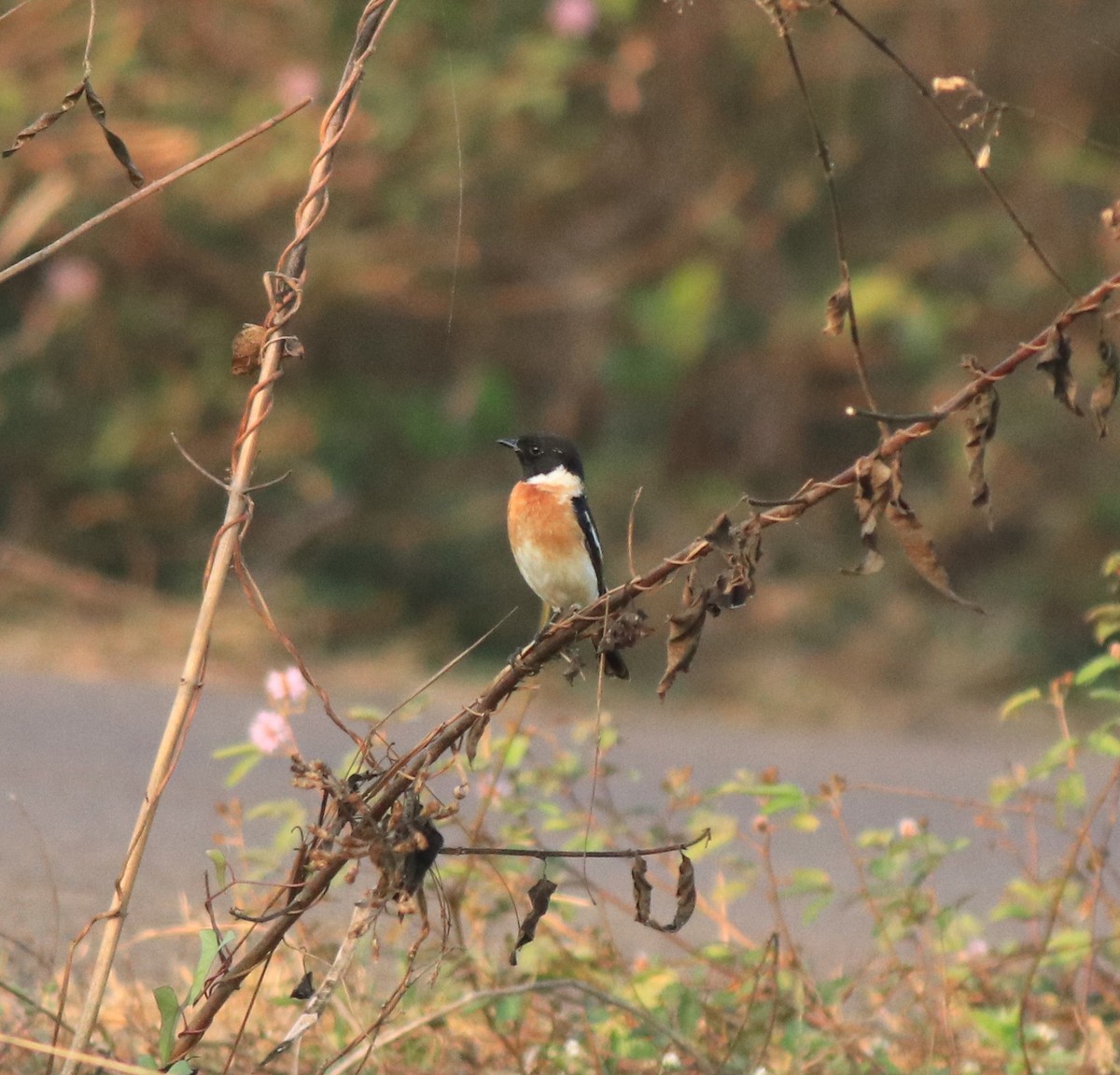Siberian Stonechat - ML638266371