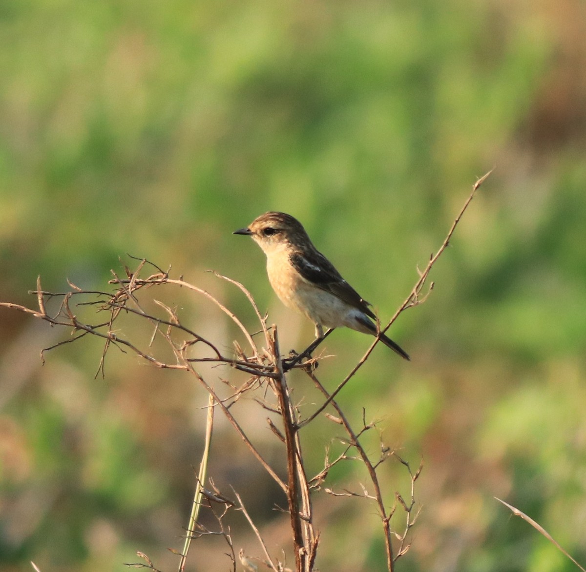 Siberian Stonechat - ML638266372