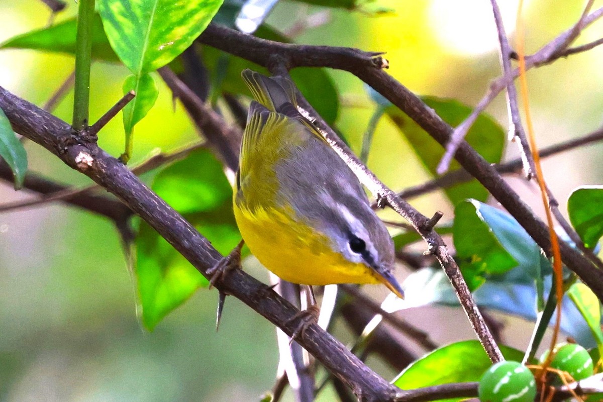 Gray-hooded Warbler - ML638266375