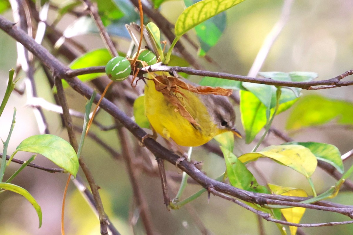 Gray-hooded Warbler - ML638266376