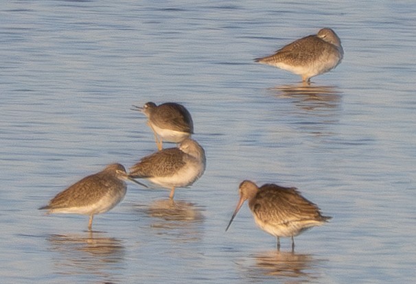 Hudsonian Godwit - ML638266381