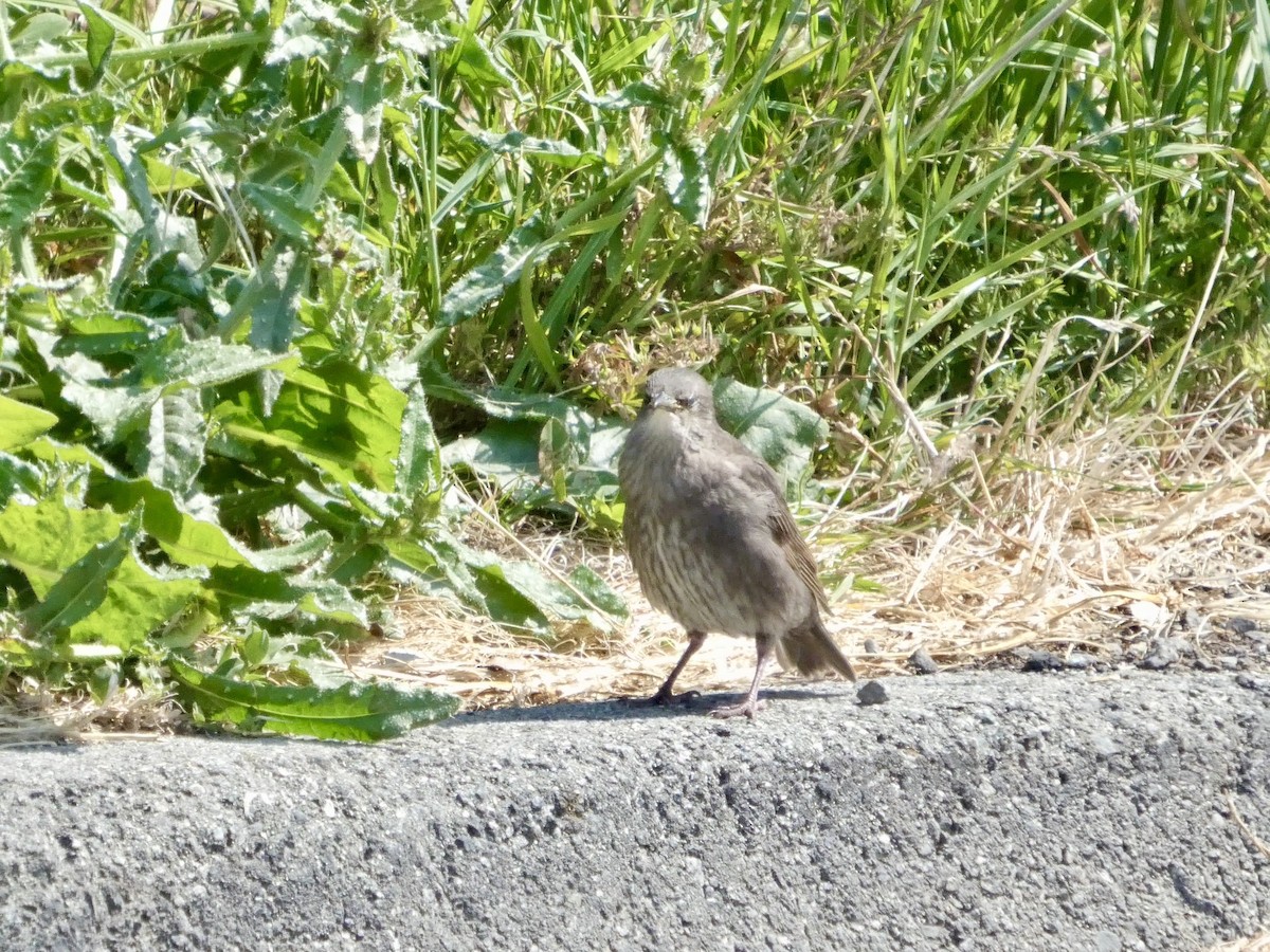 ホシムクドリ - ML638266389