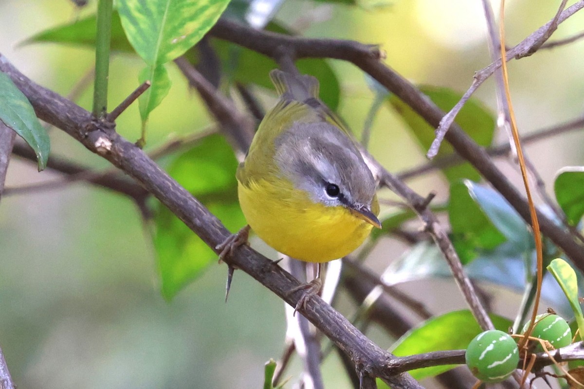 Gray-hooded Warbler - ML638266397