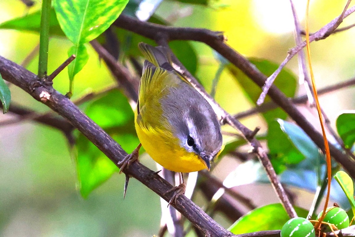 Gray-hooded Warbler - ML638266398