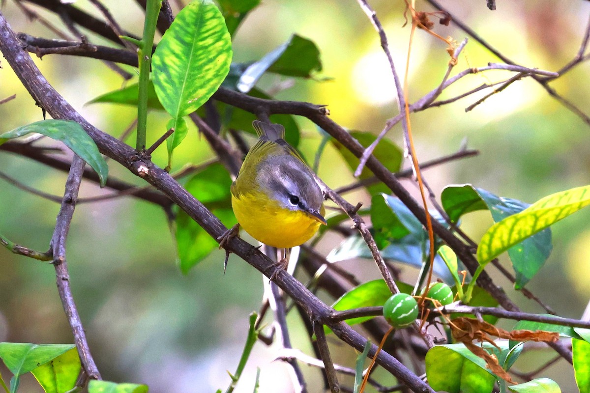 Gray-hooded Warbler - ML638266399