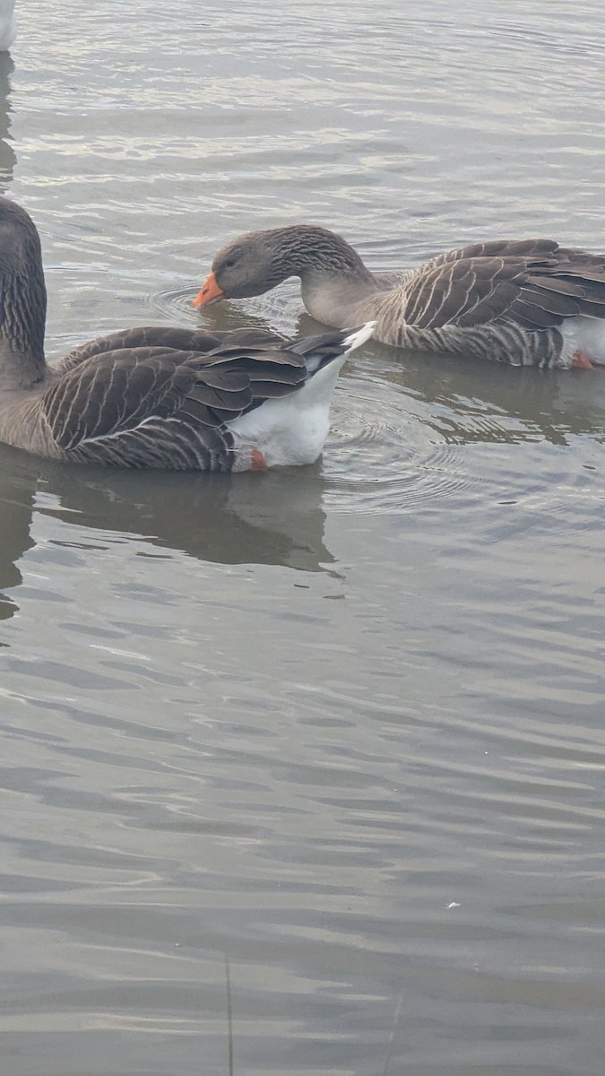 Domestic goose sp. (Domestic type) - ML638266401