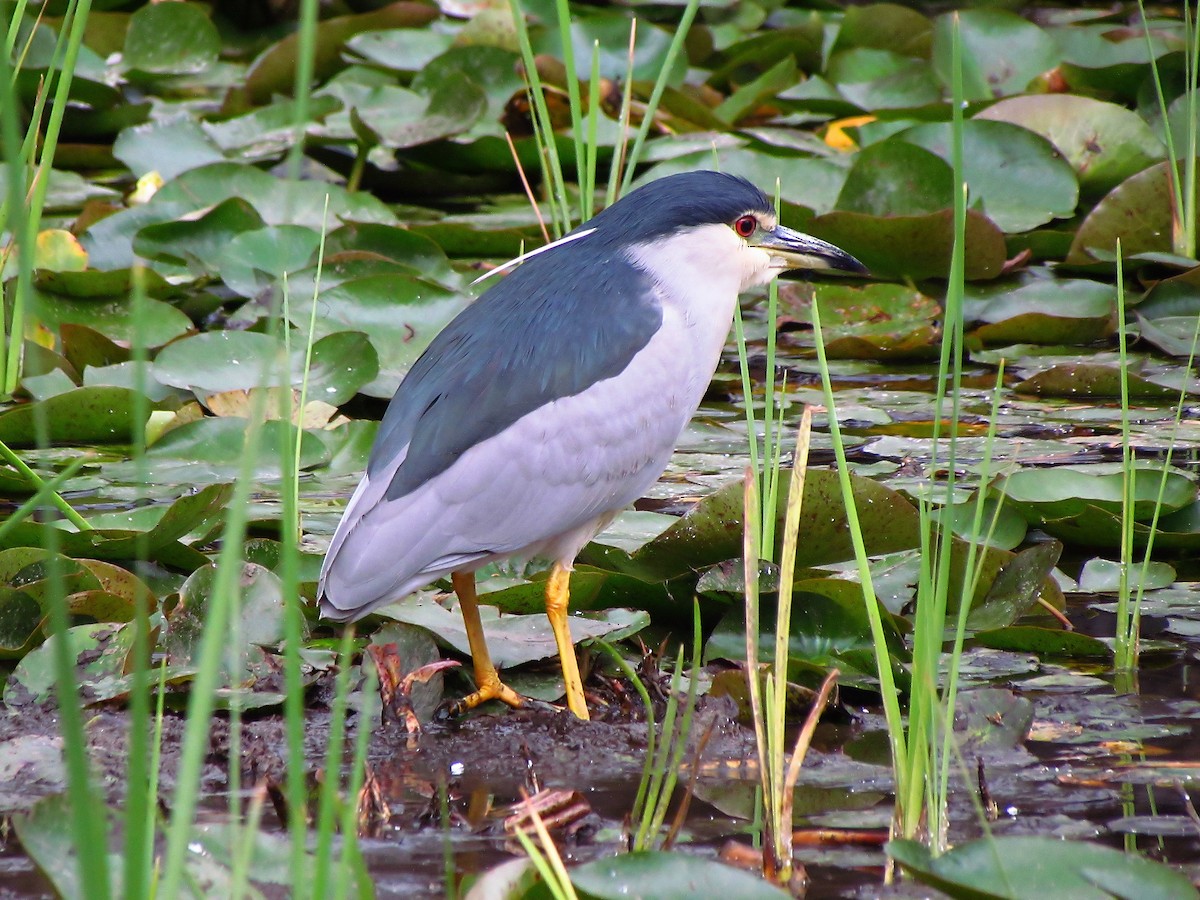 Ногоовор зашин - ML638266414