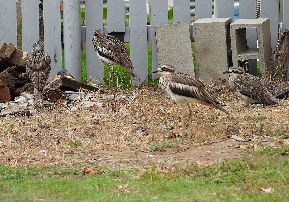 Bush Thick-knee - ML638266419
