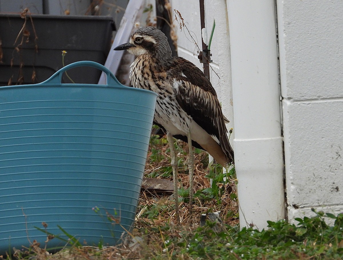 Bush Thick-knee - ML638266424