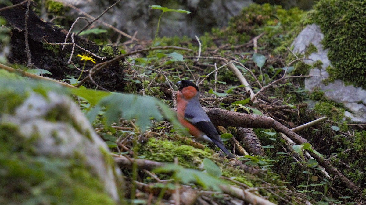 Eurasian Bullfinch - ML638266426