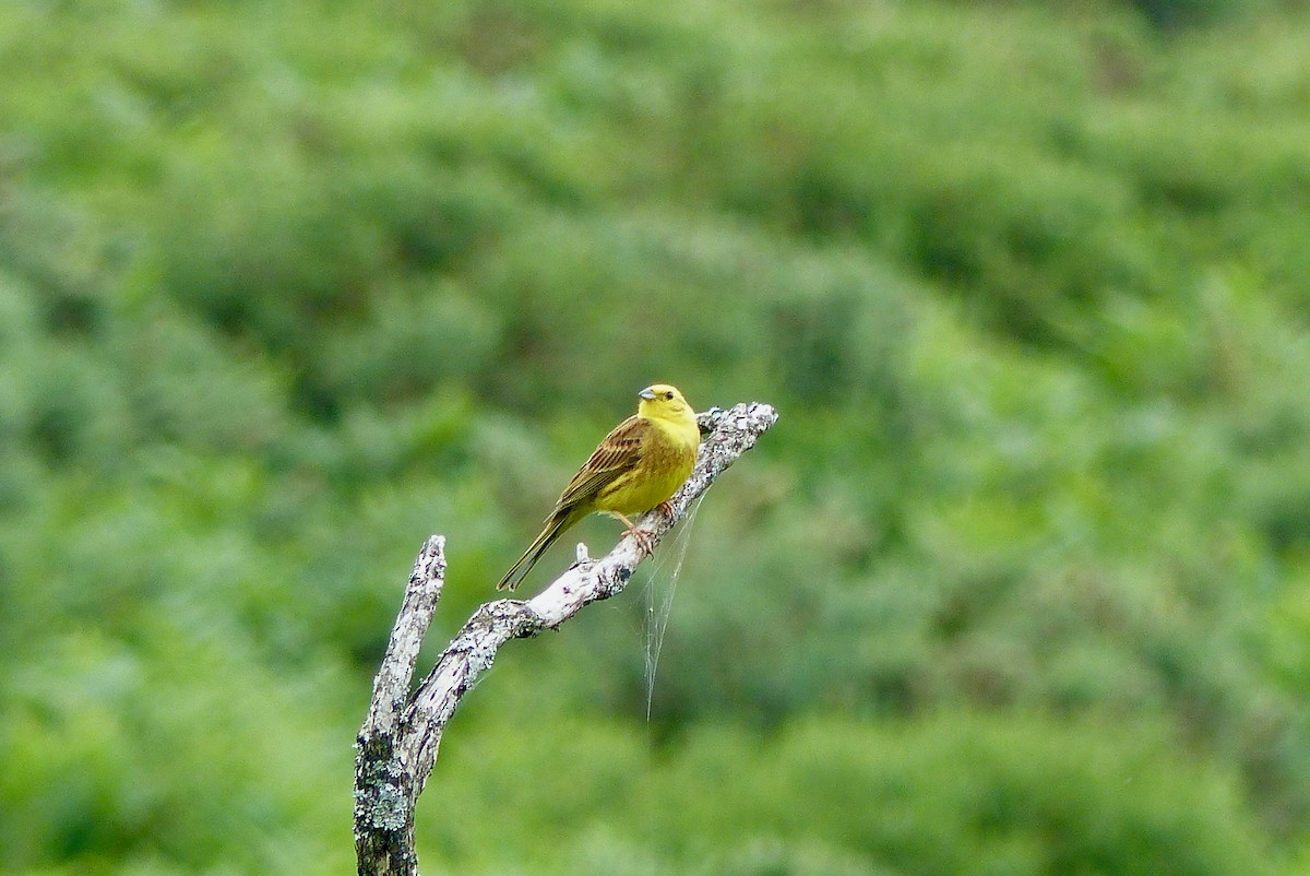 Yellowhammer - ML638266427