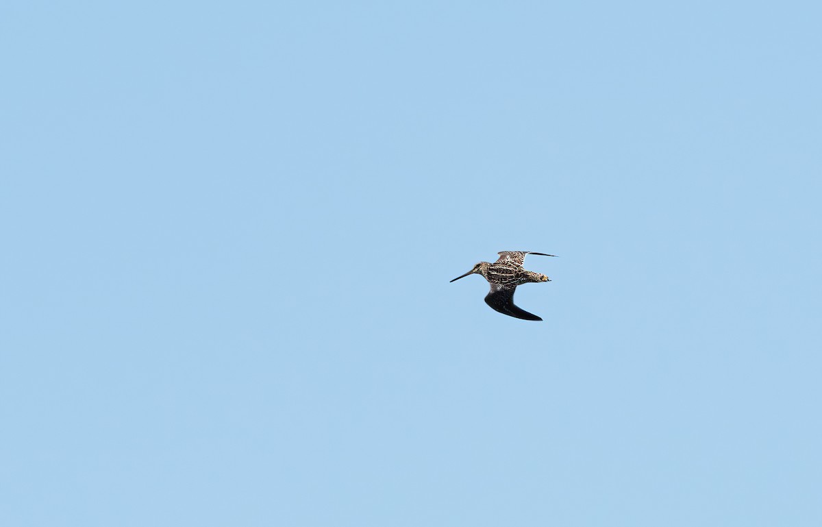 Wilson's Snipe - ML638266437