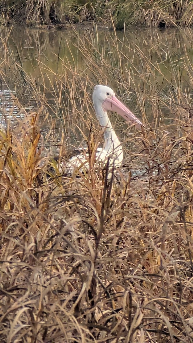 Australian Pelican - ML638266441