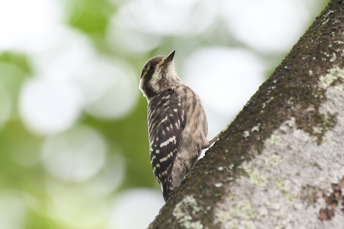Sunda Pygmy Woodpecker - ML638266446