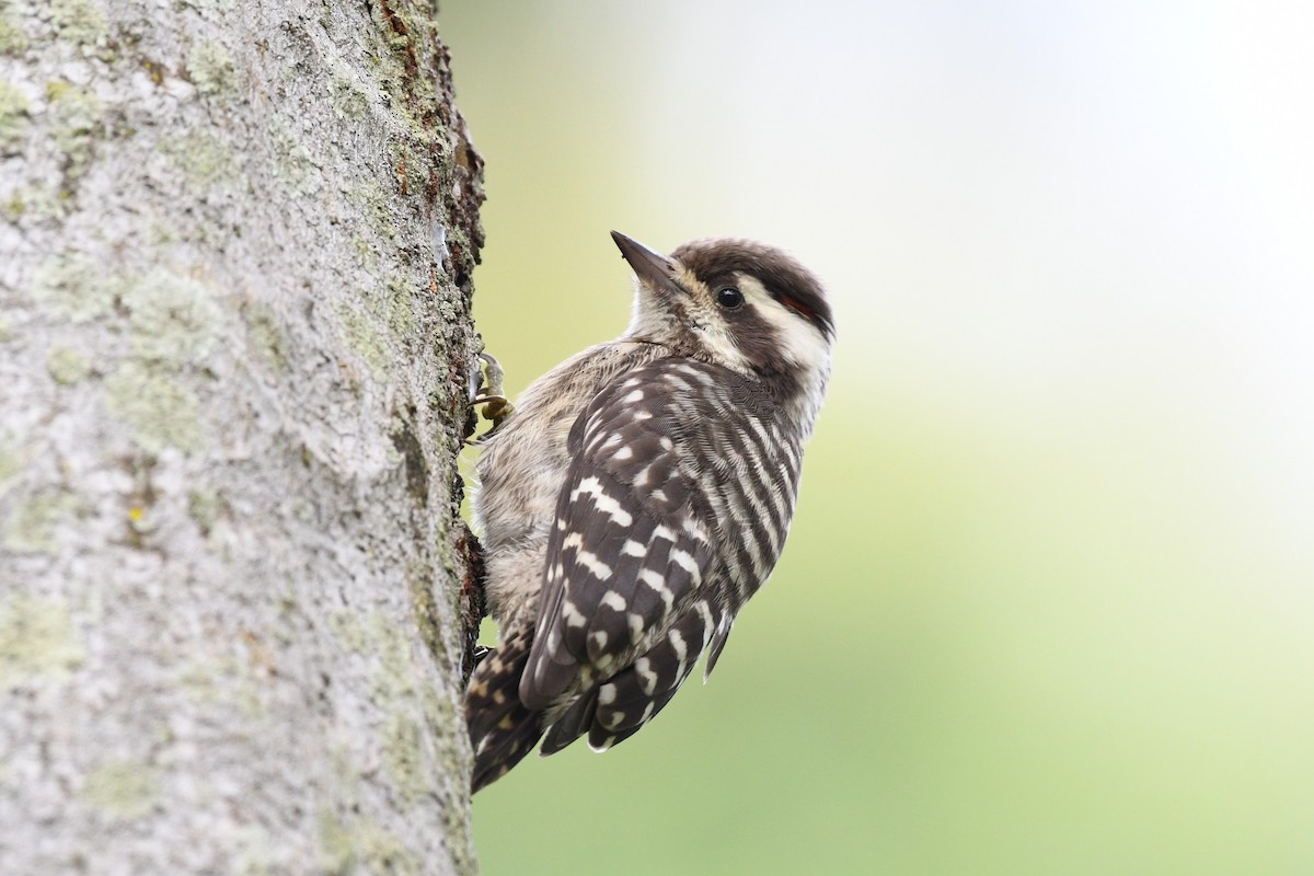 Sunda Pygmy Woodpecker - ML638266448