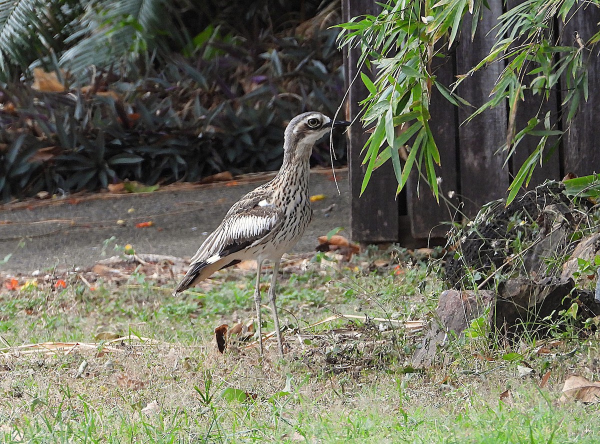 Bush Thick-knee - ML638266454