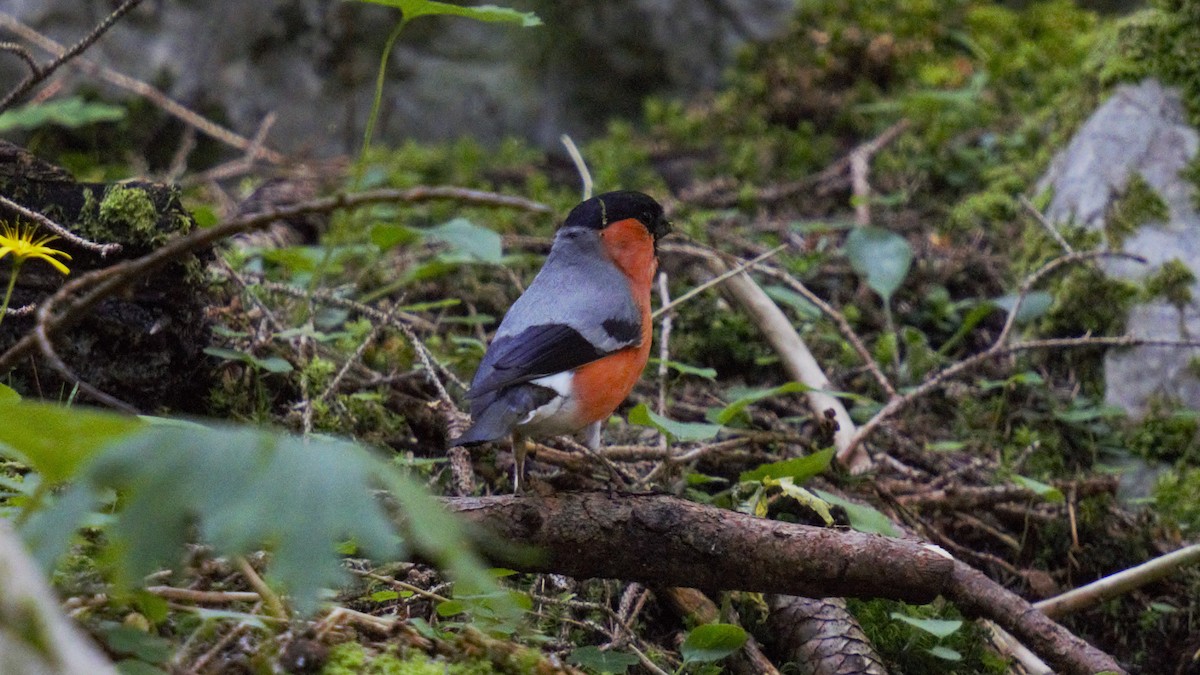 Eurasian Bullfinch - ML638266455