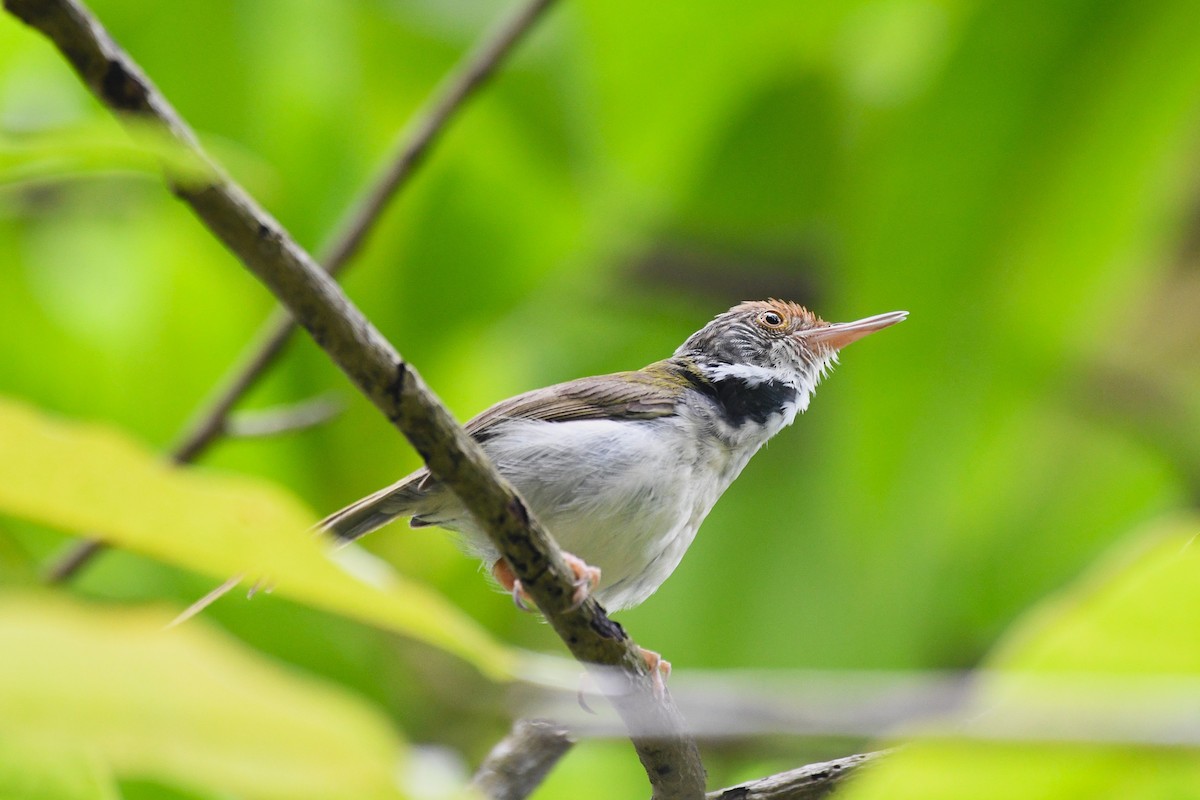 Common Tailorbird - ML638266462