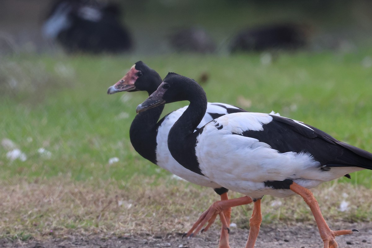 Magpie Goose - ML638266468