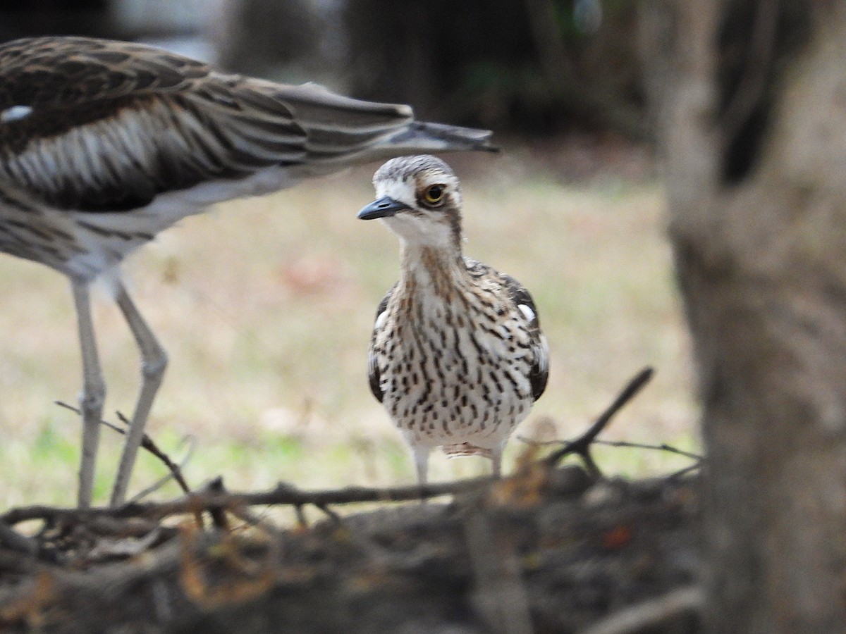 Bush Thick-knee - ML638266471