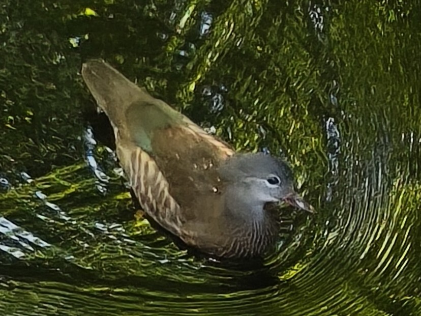 Mandarin Duck - ML638266472