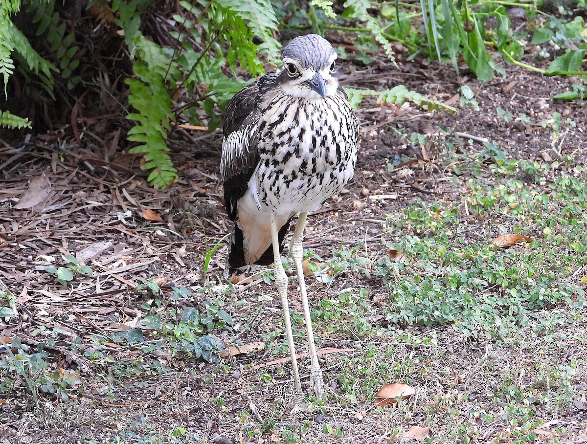 Bush Thick-knee - ML638266473