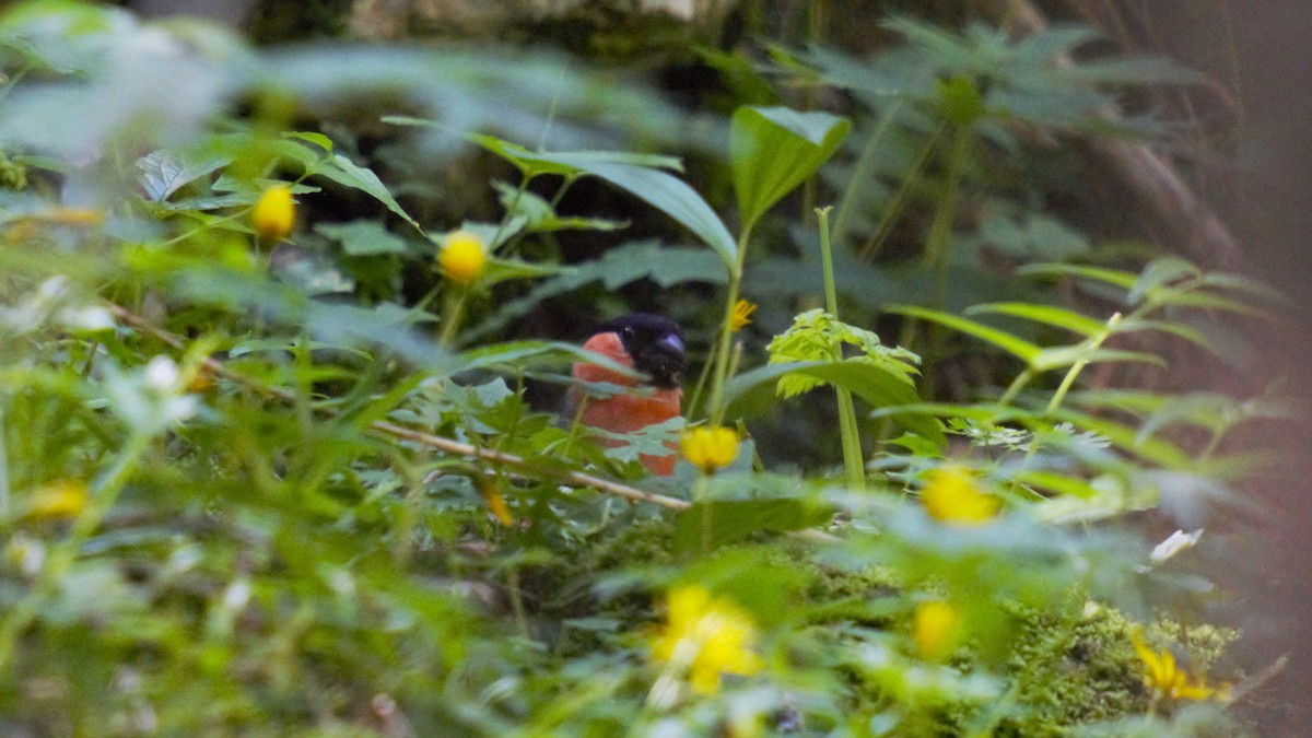 Eurasian Bullfinch - ML638266478