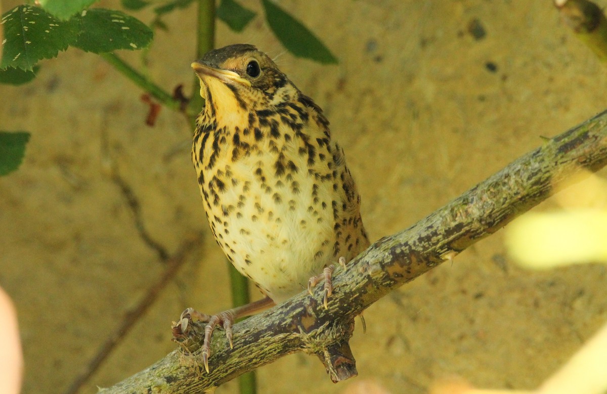 Song Thrush - ML638266481