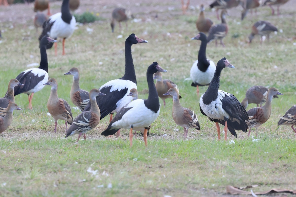 Magpie Goose - ML638266489