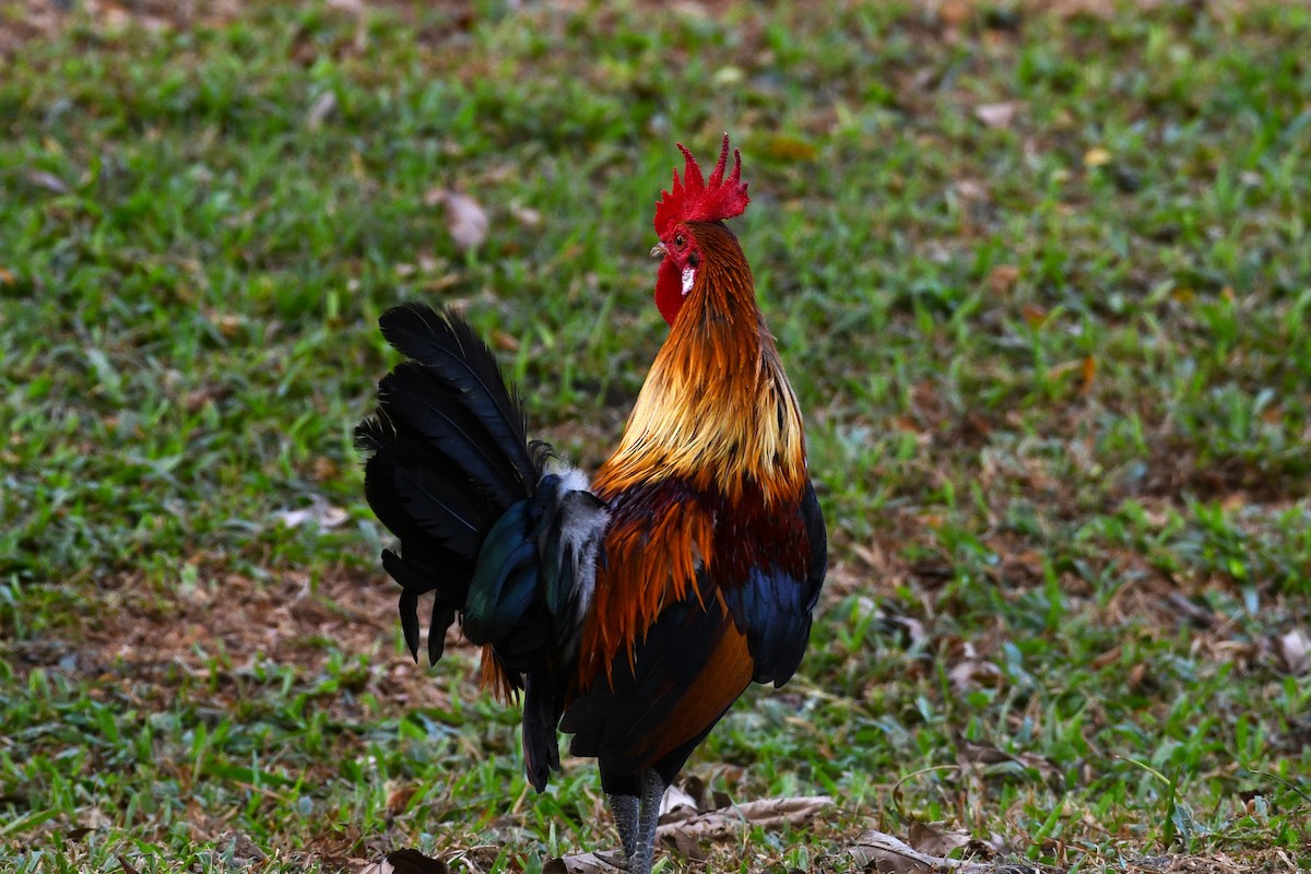 Red Junglefowl - ML638266500