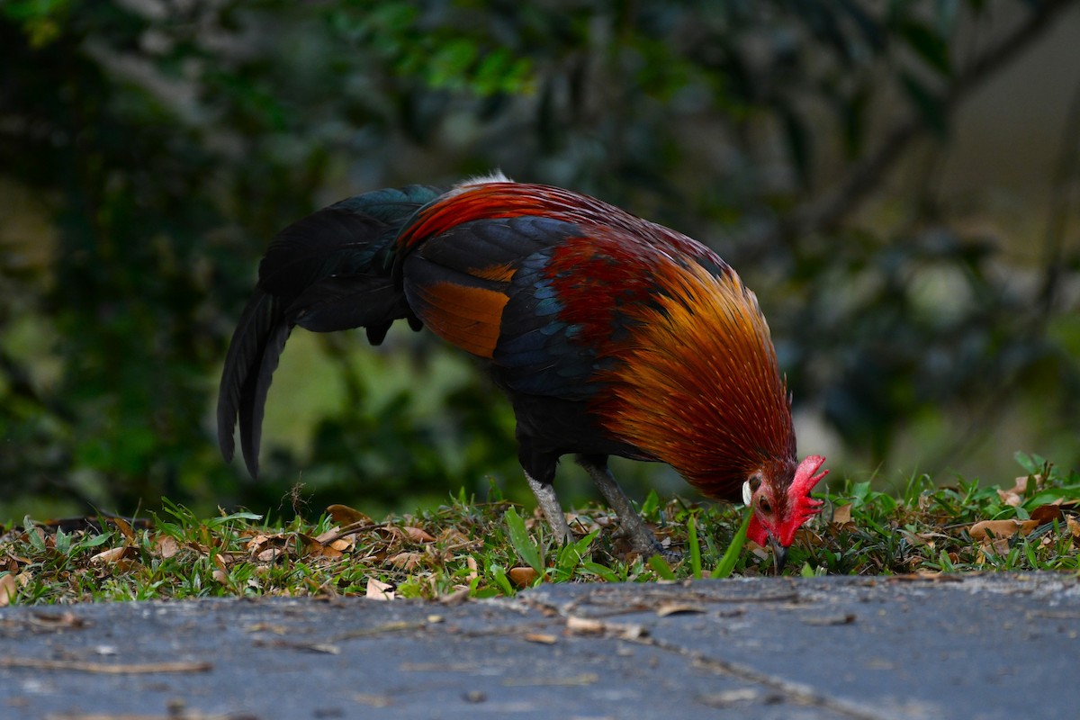 Red Junglefowl - ML638266501