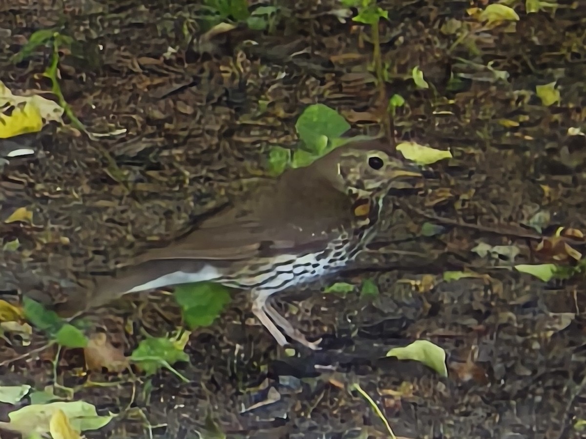 Song Thrush - ML638266506
