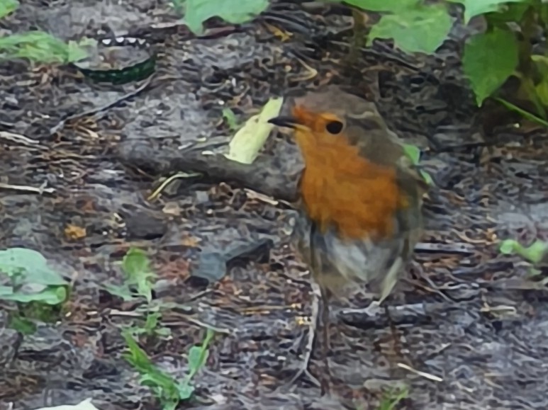 European Robin - ML638266510