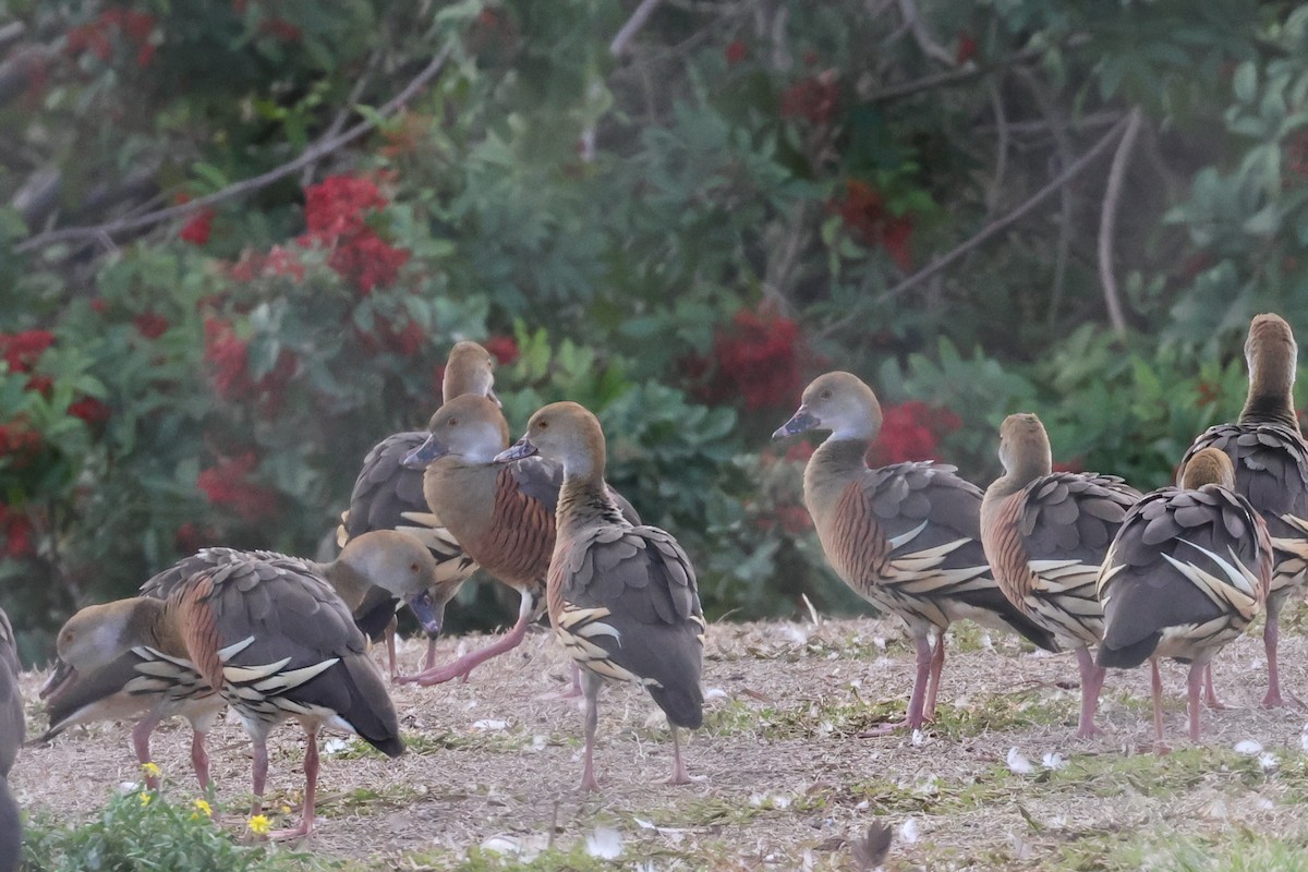Plumed Whistling-Duck - ML638266511