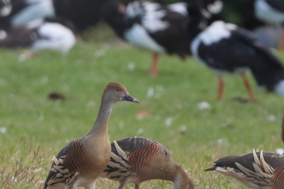 Plumed Whistling-Duck - ML638266512