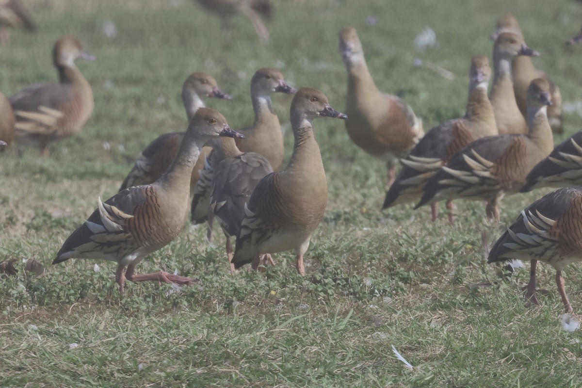 Plumed Whistling-Duck - ML638266513